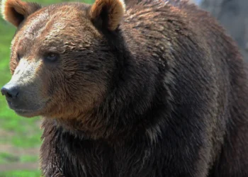 Canada bear attack 2026
